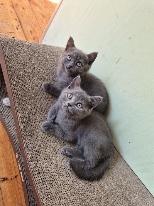Прекрасные котята шотландские