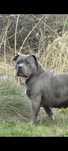 Do adopcji sunia w typie Bully