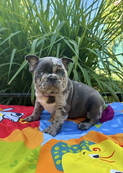 Хлопчики чекають на відповідповідальних батьків!Супер якість!
