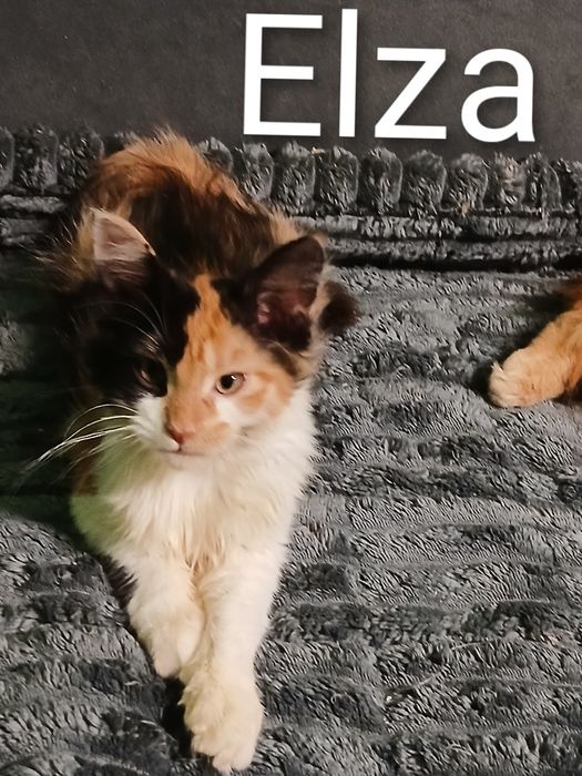 Sprzedam kotkę Maine Coon urodzoną 9.07.2025 roku o imieniu Elza