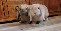 Króliki baranki mini lop
