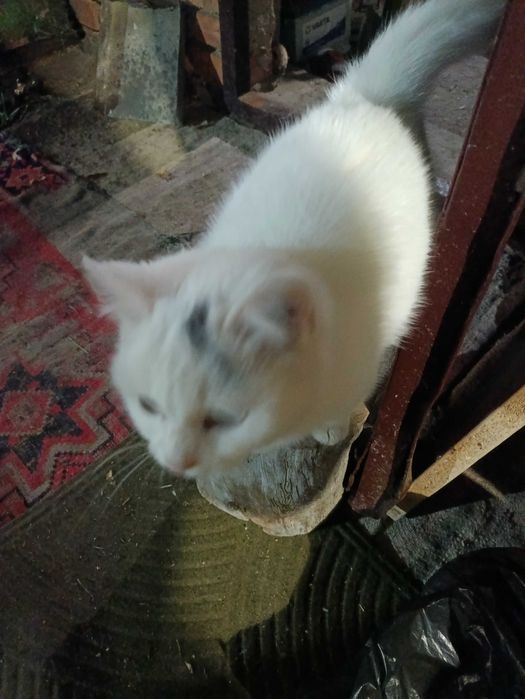 В добрые руки ,подкинули котенка 3-4 месяца,скоро зима а ему нужен дом