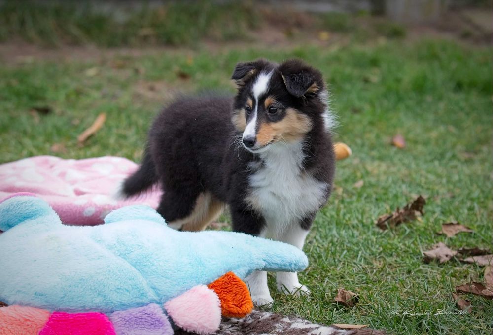 Owczarek Szetlandzki