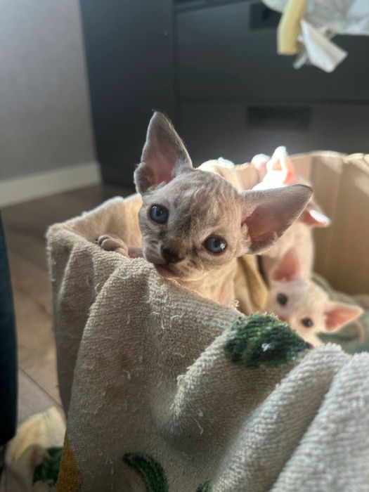 Продам котят породы Девон-Рекс