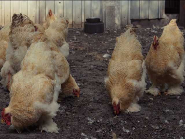 Кохінхін зозулений, помаранчевий. Яйце інкубаційне