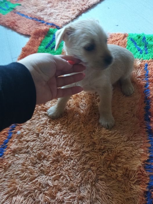 Piesek  szuka domu shih tzu- york.