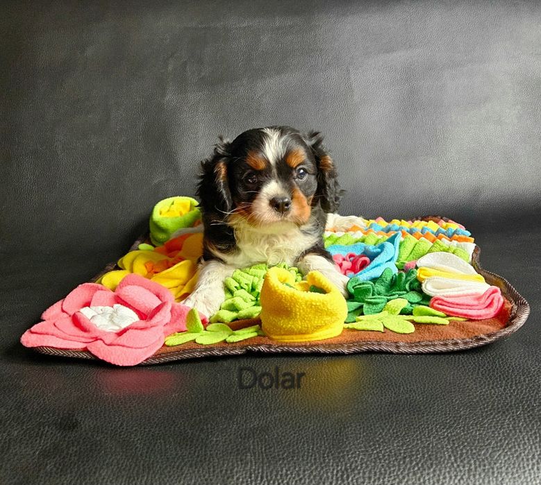 Cavalier King Charles Spaniel piesek