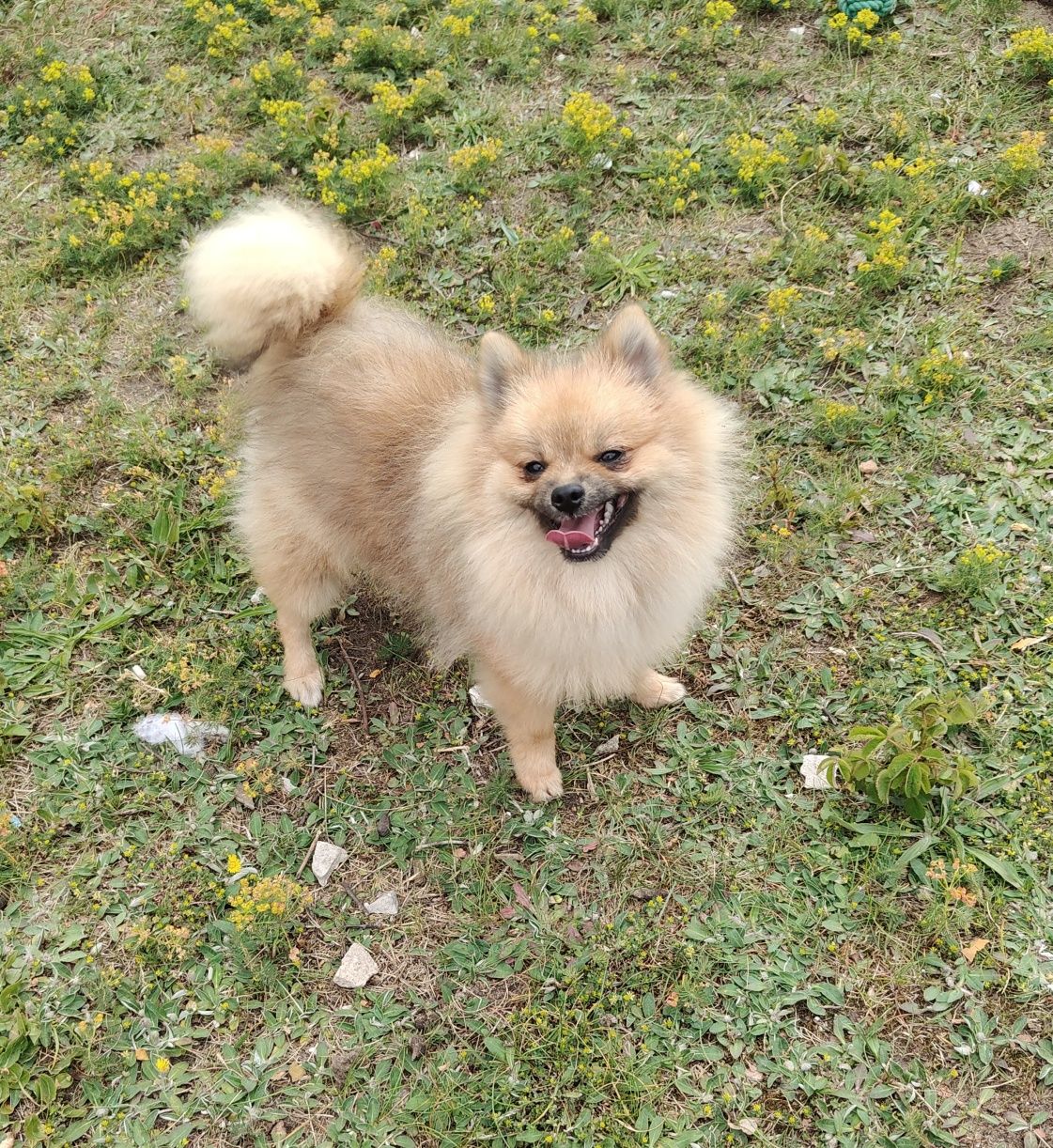 Szpic Miniaturowy / Pomeranian