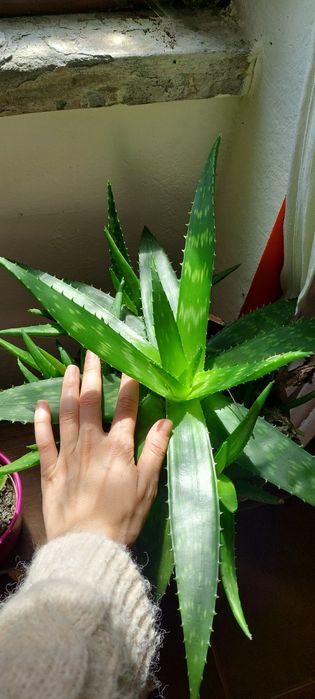Cactus e diversas soculentas