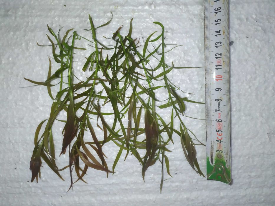 Ludwigia Brevipes na 3 plan .Hodowla podwodna. Gratisy.