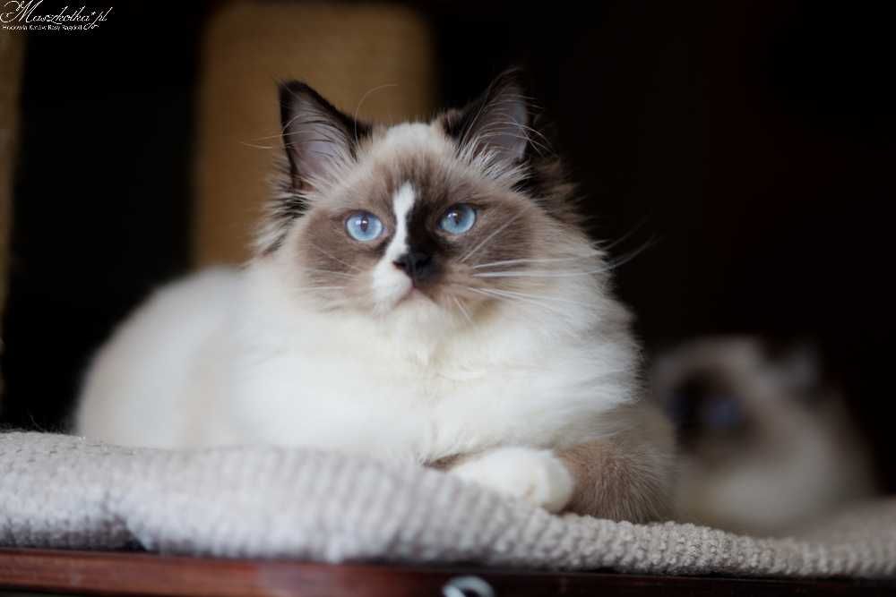 Ragdoll, przepiękna koteczka seal mitted z prawdziwym rodowodem FPL