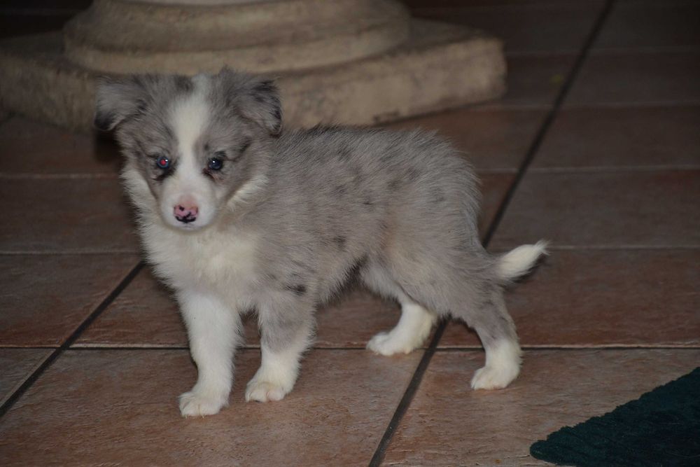 Border Collie blue merle