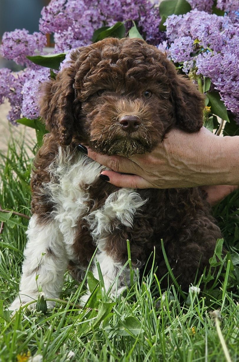 Lagotto romagnolo- doskonała suczka