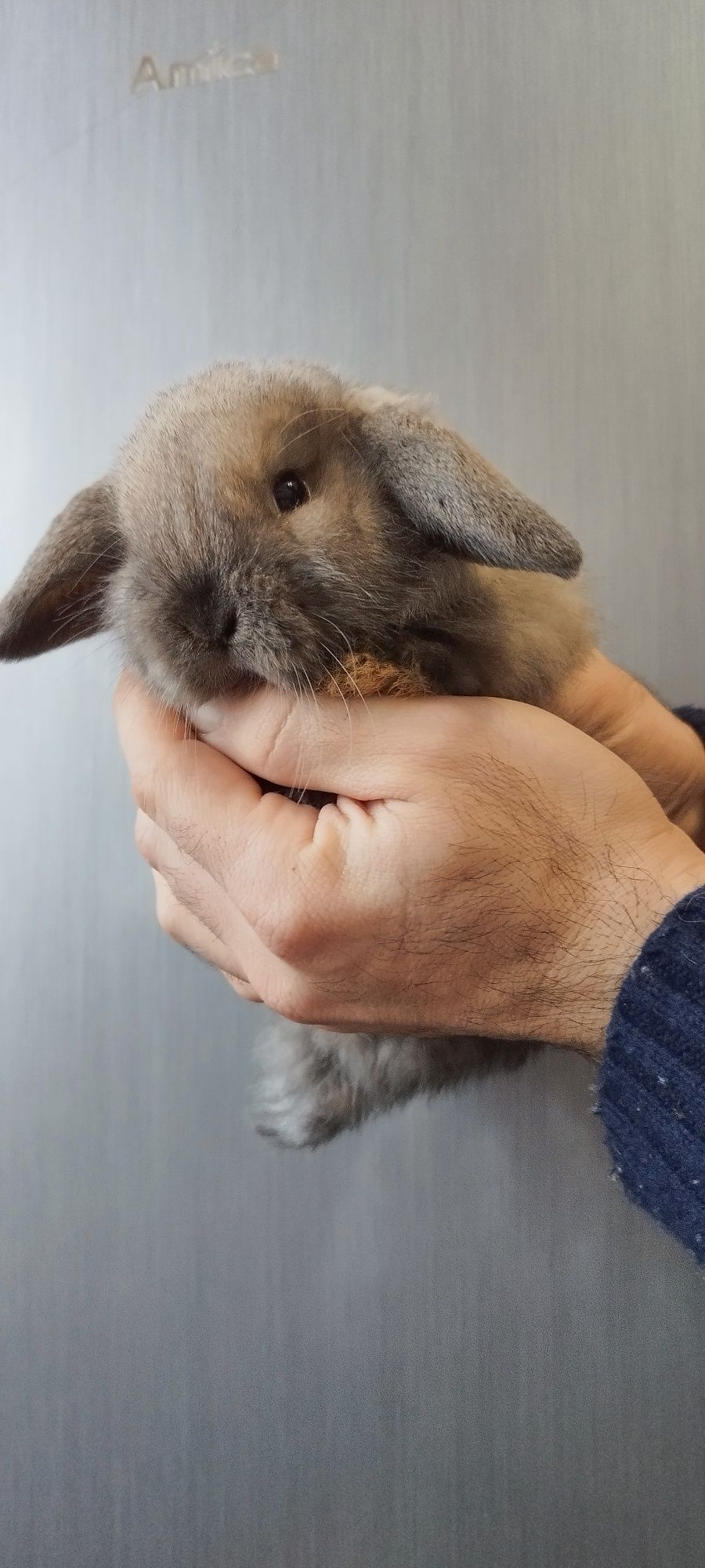 Króloczek miniaturka mini lop hodowla (najlepsza cena)