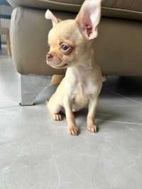 Chihuahua śliczny mini piesek - już do odbioru