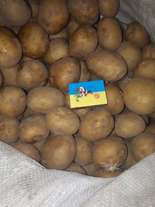 Продам насінневу картоплю Рів'єру