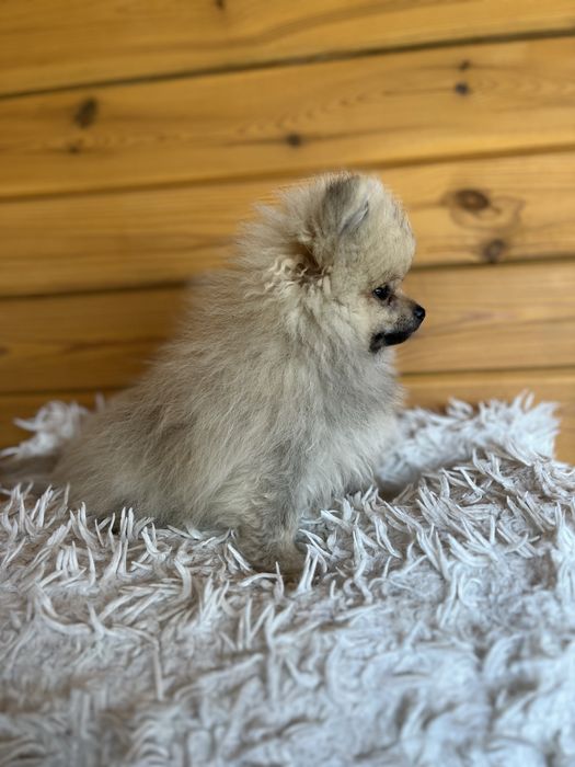 Pomeranian Szpic Miniaturowy