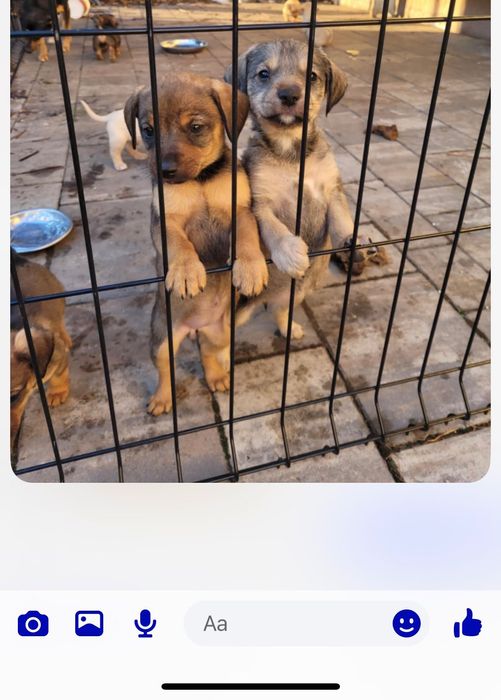 Oddam pieski za darmo