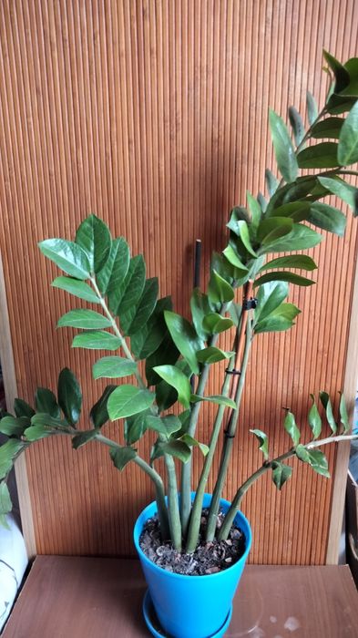 Домашні рослини, квіти