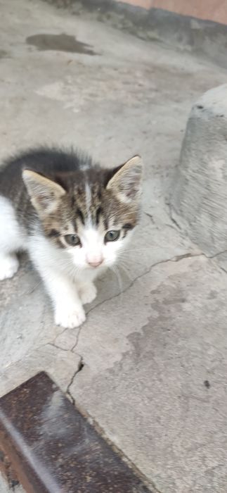 Віддам кошеня хлопчик Безкоштовно