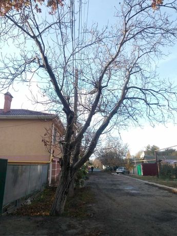 Аккуратно спилить дерево,подрезка любой сложности в Одессе