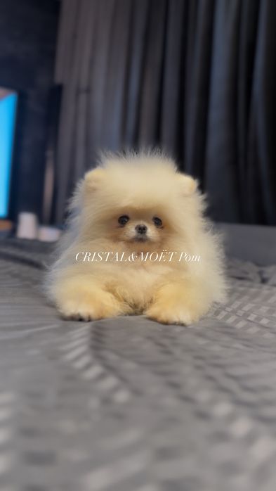 Мальчик померанский шпиц,экстрамини,тип мишка