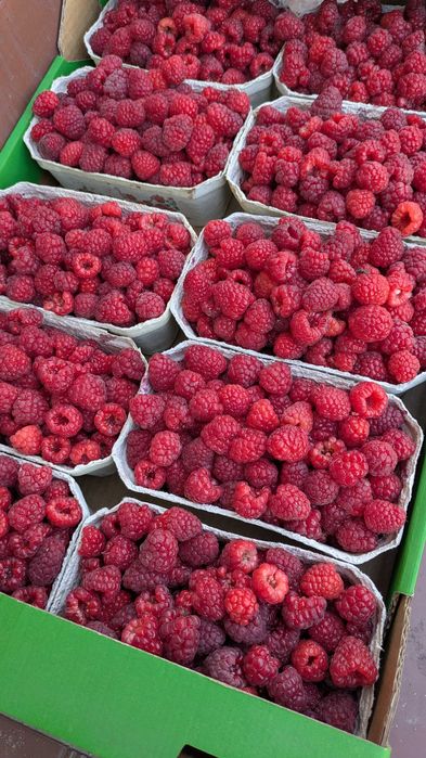Świeże maliny 24 zł/kg