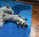 Кошеня безкоштовно