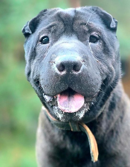 Shar pei Zdzisiu do adopcji
