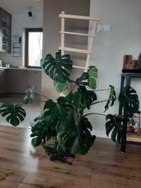 Monstera Deliciosa z drabinką