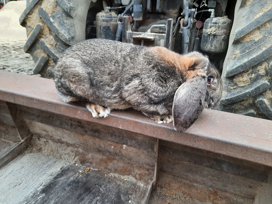 Królik króliki baran francuski szary rodowód