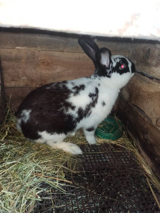 Продам молодих кроликів