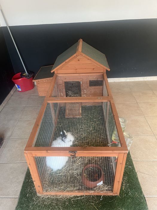 Coelhos anões (femea e macho) lindos e registados