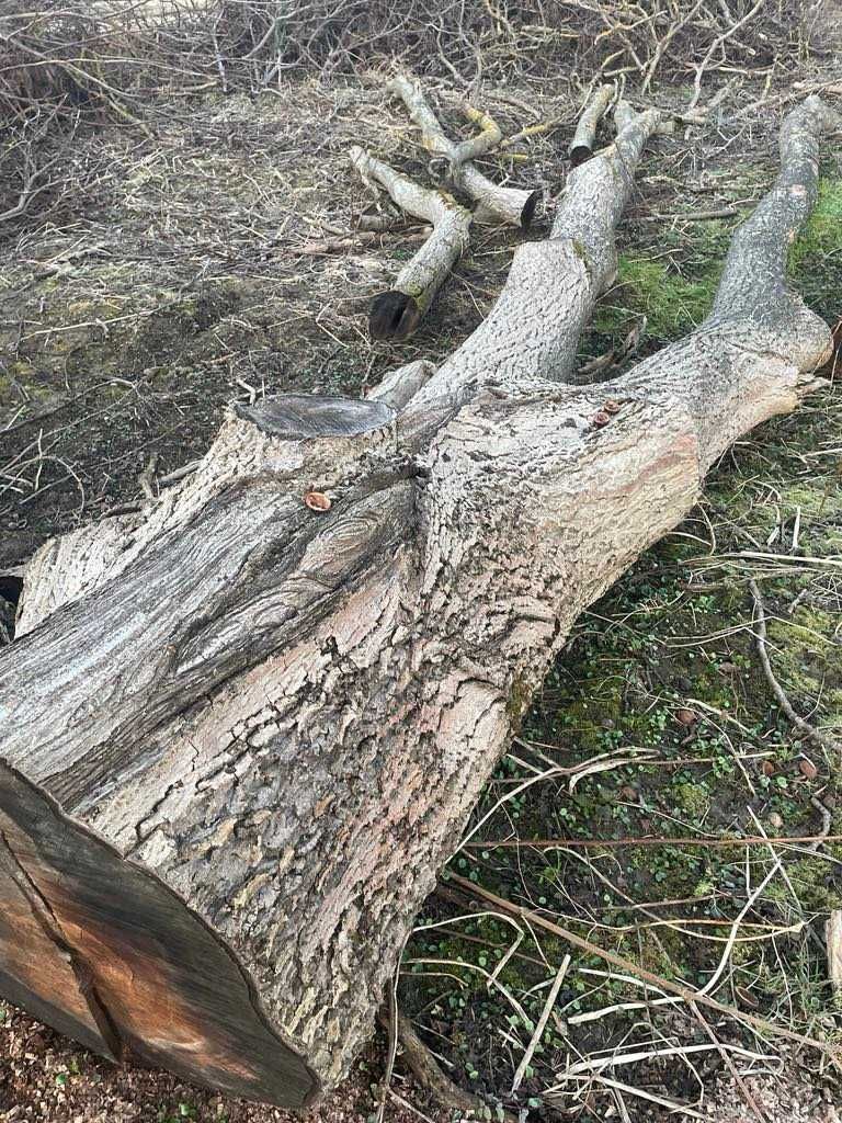 Kłoda orzecha włoskiego 40-50mp różne grubości odbiór w Przemyślu.