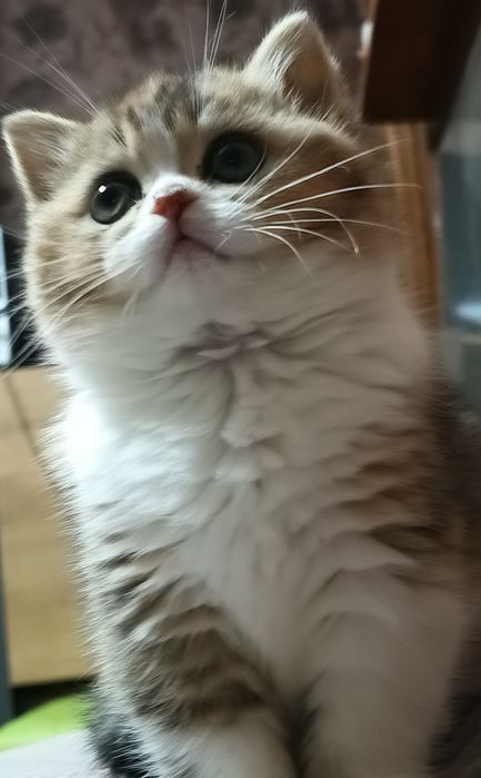 Котята шотландские
