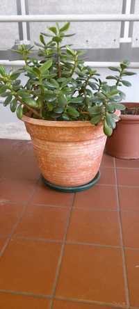 Planta de jade (Crassula ovata)