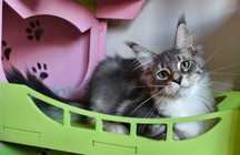 Maine Coon cudne kocieta