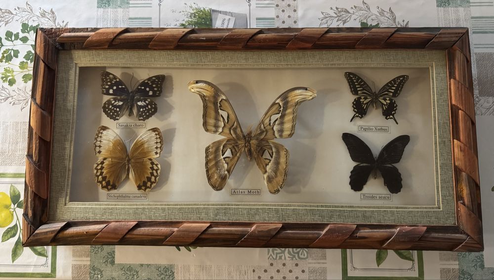 Motyle prawdziwe w ramce