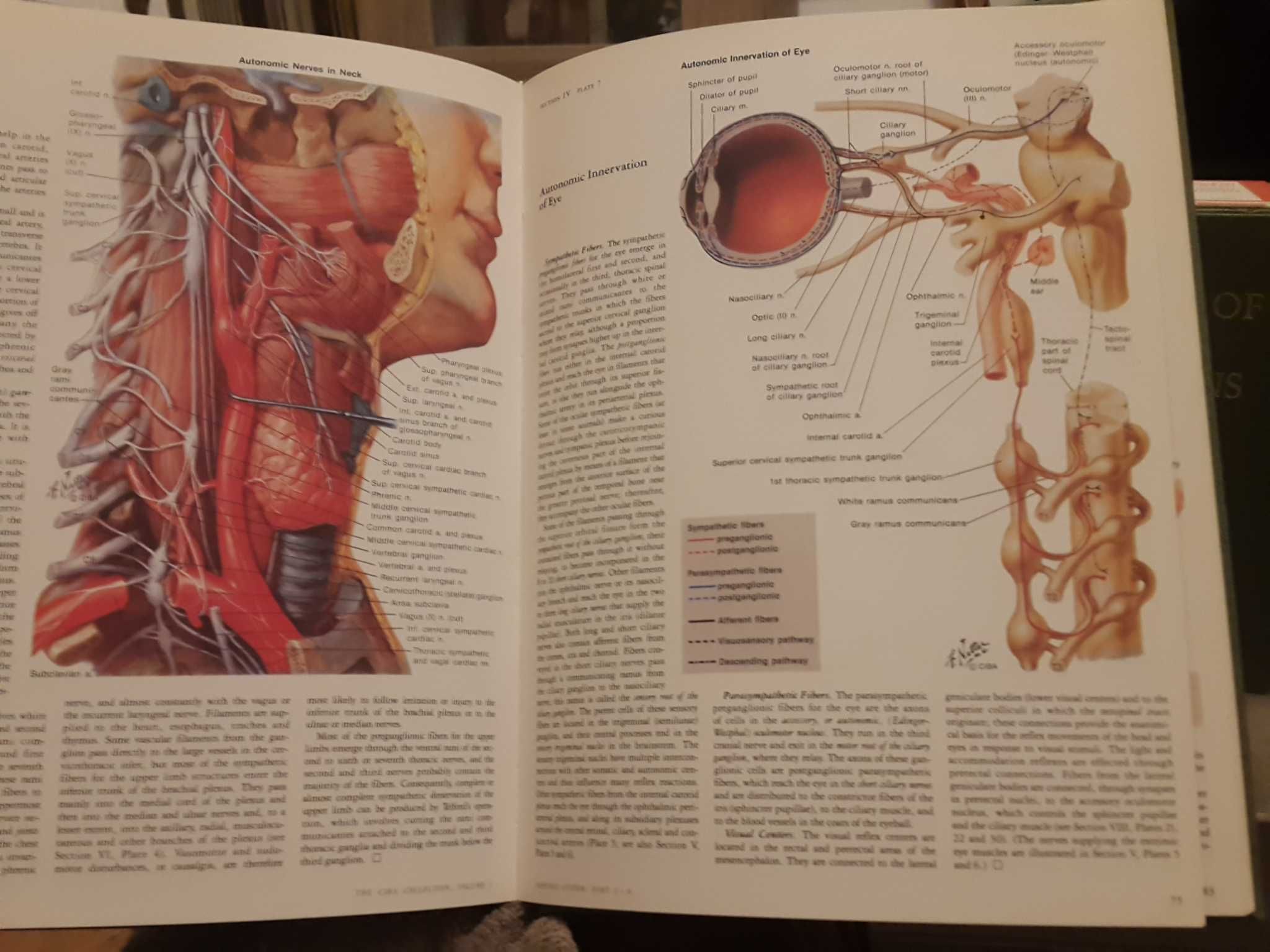 The Ciba Collection of Medical Illustration - 1. Nervous System