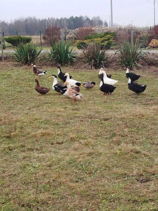 Kaczka swojska tuszka