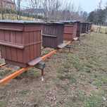 Ule wielkopolskie