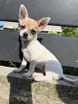 Suczka chihuahua