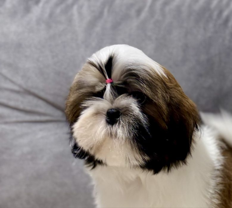 Piesek Shih Tzu ZKwP FCI