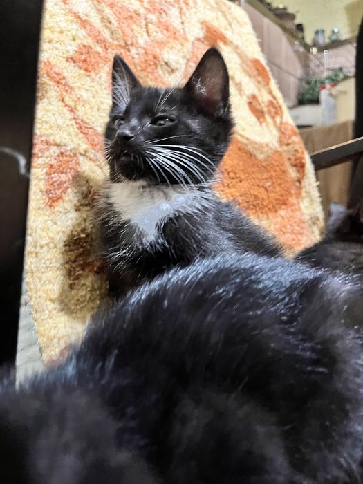 2 kocurki i jedna kotka szukaja domku za darmo