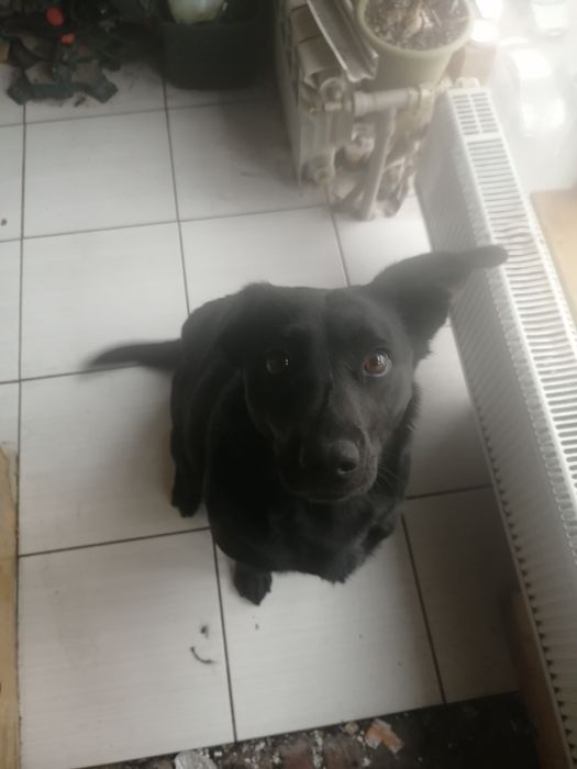 Терміново віддам собаку помісь лабрадора