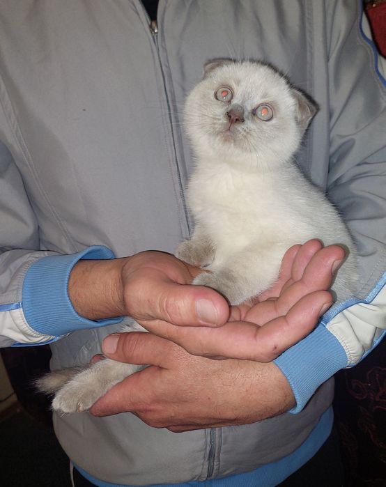 Чистокровная Девочка Скоттиш фолд.