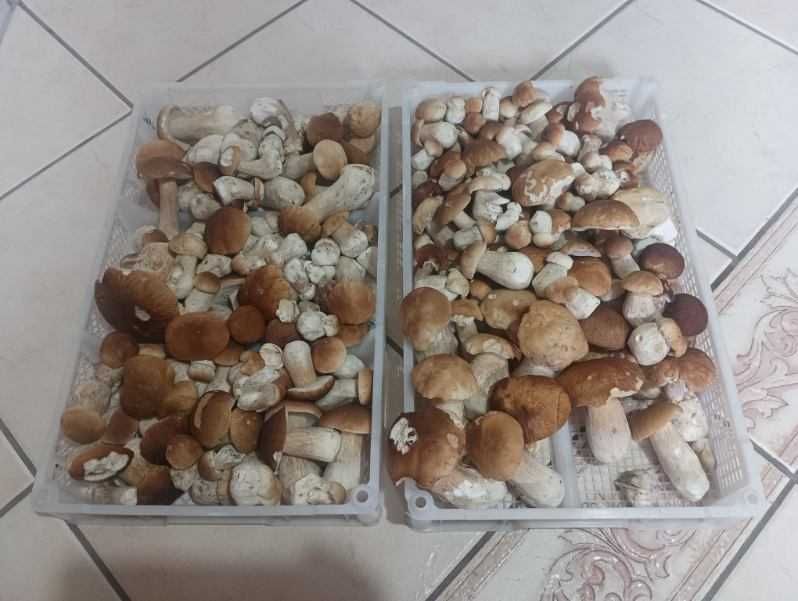 Grzyby prawdziwki,borowiki, świeży zbiór codziennie