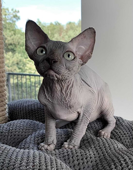 Блакитний хлопчик канадський сфінкс.