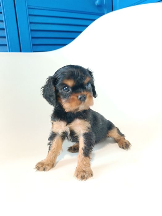 Sunia Cavalier King Charles spaniel maści B&t