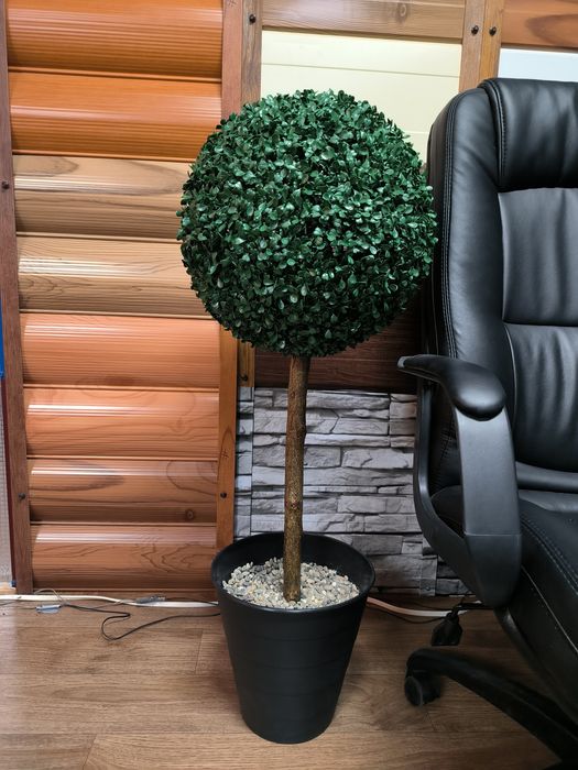 Самшит  декоративный, для офиса,дома